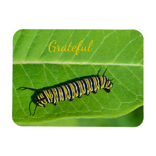 Ímã Gratidão do Nature Lover
