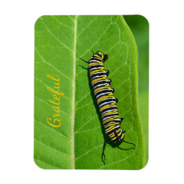 Ímã Gratidão do Nature Lover