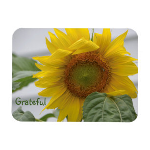 Ímã Gratidão Sunflower