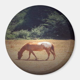 Imã Grazing Palomino....