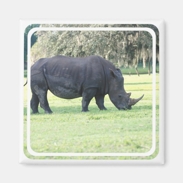 Imã Grazing Rhino Magnet (Frente)