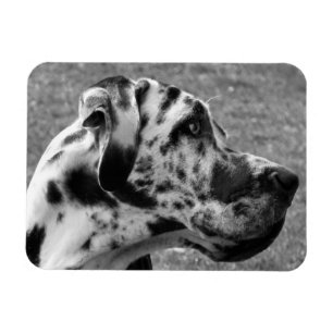 ÍMÃ GREAT DANE