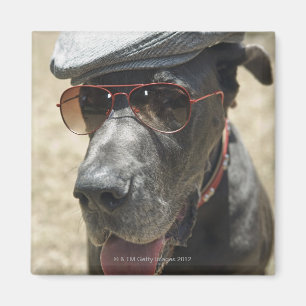 Imã Great dane que veste o chapéu e os óculos de sol