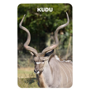 Ímã Greater Kudu