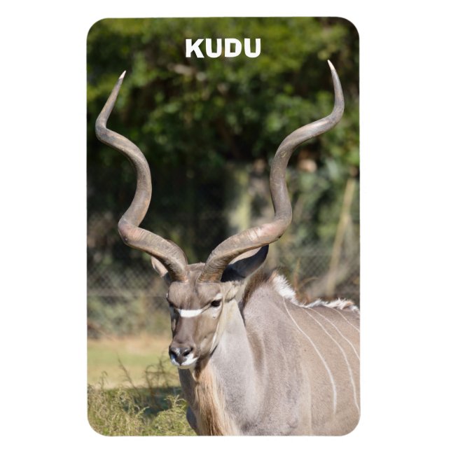 Ímã Greater Kudu (Vertical)