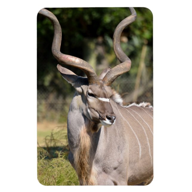 Ímã Greater Kudu (Vertical)