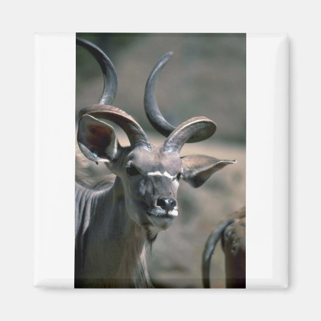 Imã Greater Kudu (Frente)