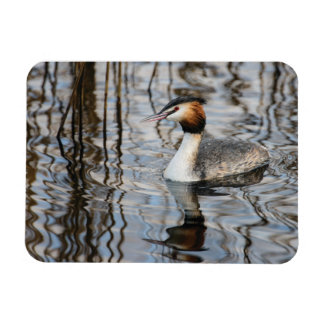Ímã Grebe com crista de excelente