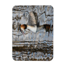 Grebe com crista de excelente
