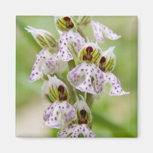 Imã Grécia, Creta. Orquídea em flor Orchis
