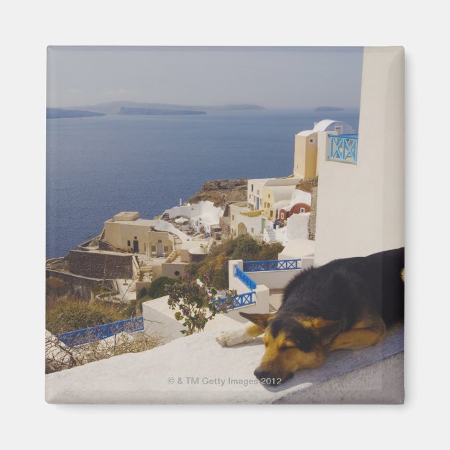 Imã Grécia, Ilha de Santorini, Oia City, cão dormindo (Frente)