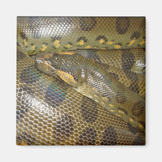 Imã Green Anaconda