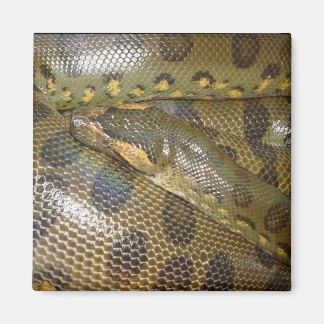 Imã Green Anaconda (Frente)