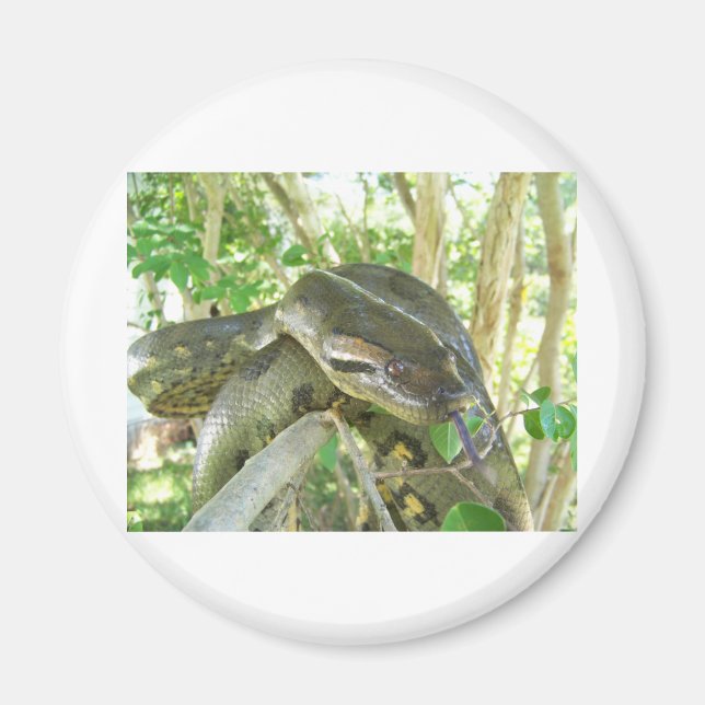 Imã Green Anaconda (Frente)