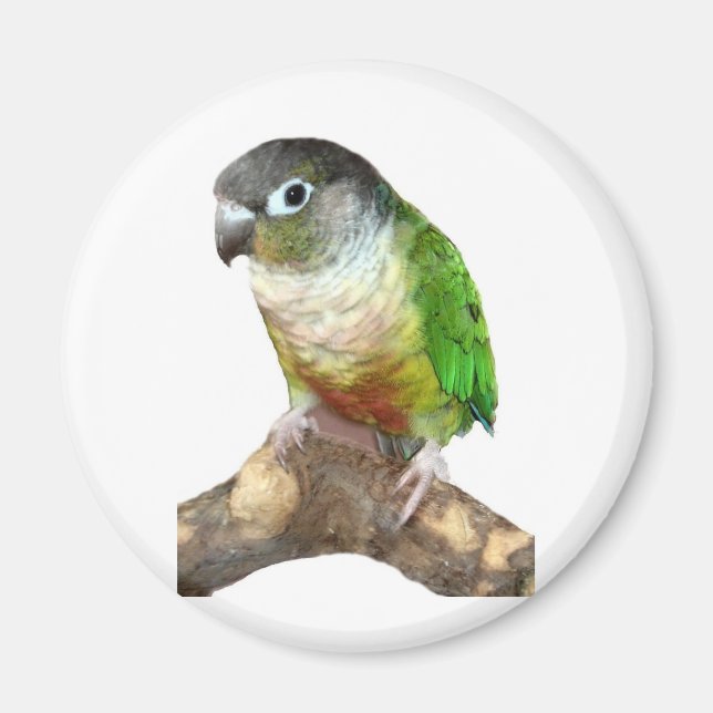 Imã Green Cheek Conure (Frente)