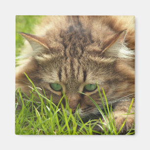 Imã Green Eyed Hunter