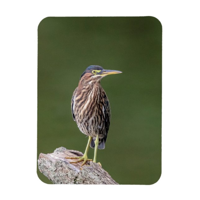 Ímã Green Heron em um diário (Vertical)