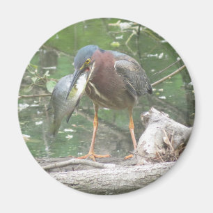 Imã Green Heron foi pescar
