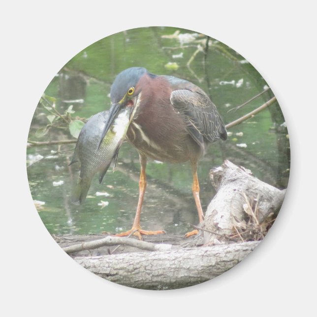 Imã Green Heron foi pescar (Frente)