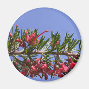 Imã Grevillea Plant Magnet