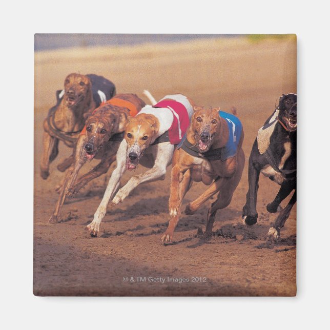 Imã Greyhounds correndo na pista (Frente)
