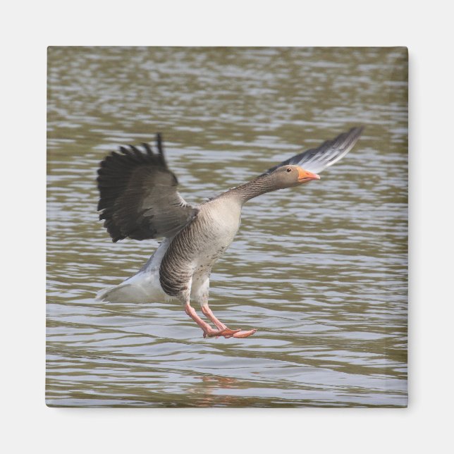 Imã Greylag Goose (Frente)