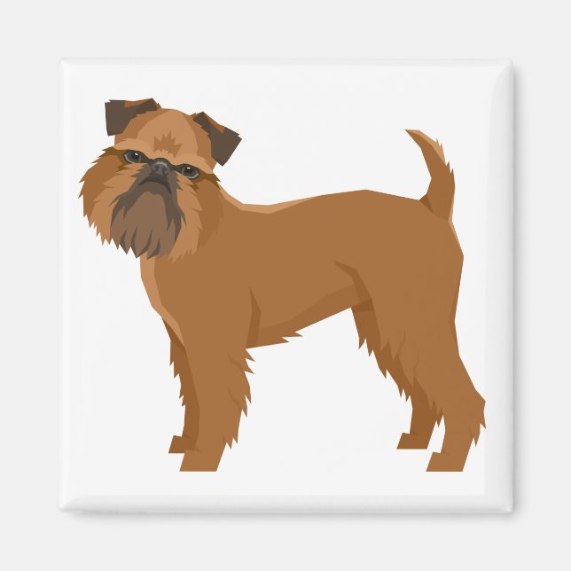 Imã Griffon Bruxellois (Frente)