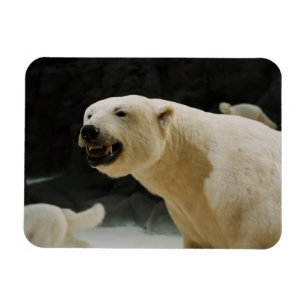 Ímã Grin do Urso Polar