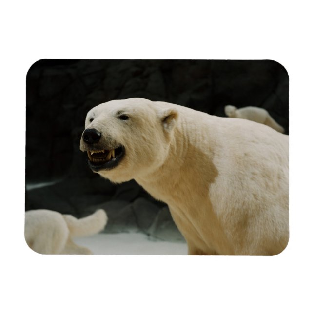 Ímã Grin do Urso Polar (Horizontal)