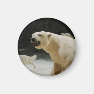 Imã Grin do Urso Polar