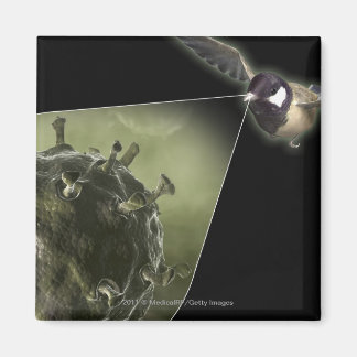 Imã Gripe aviária a sair de aves