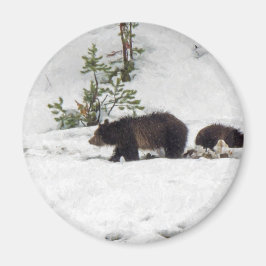 Imã Grizzlies na neve