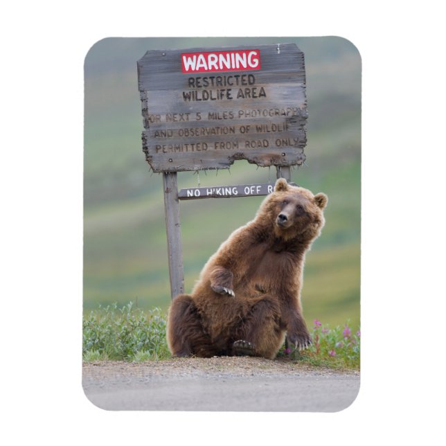 Ímã Grizzly Bear Plays With Sign (Vertical)