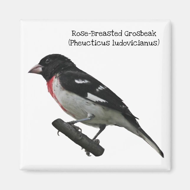 Imã Grosbeak-Breast (Frente)