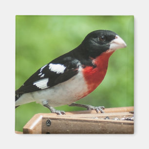 Imã Grosbeak de peito rosa