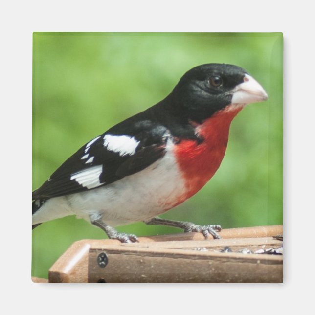 Imã Grosbeak de peito rosa (Frente)
