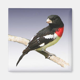 Imã Grosbeak do Rosa-breasted