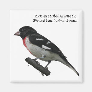 Imã Grosbeak do Rosa-Breasted