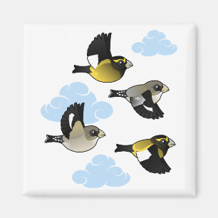 Imã Grosbeaks de noite em vôo