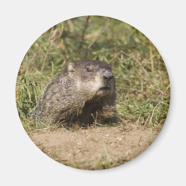 Imã Groundhog (Frente)