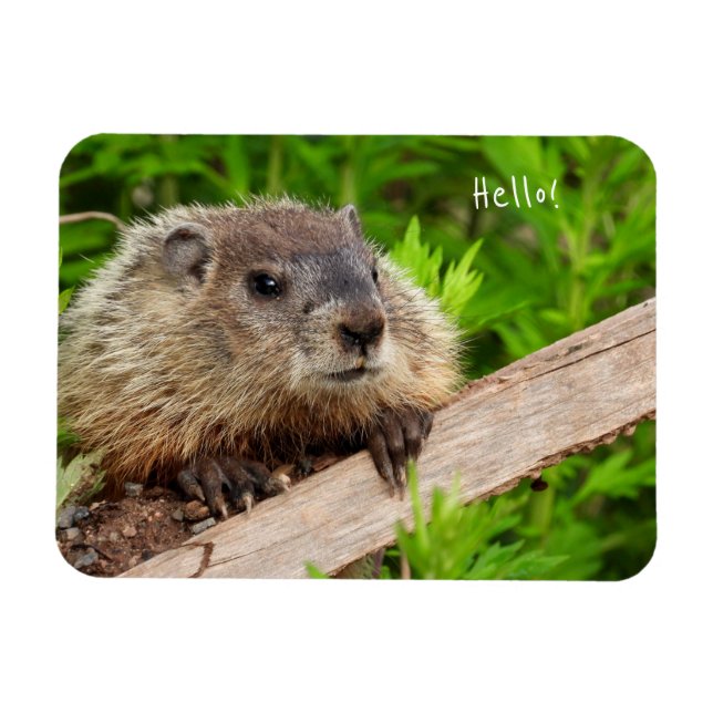 Ímã Groundhog De Bebê Cento/Woodchuck (Horizontal)