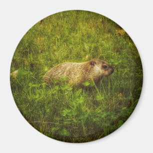 Imã Groundhog em um ímã de campo