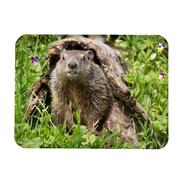 Ímã Groundhog em um registro vazio (Horizontal)