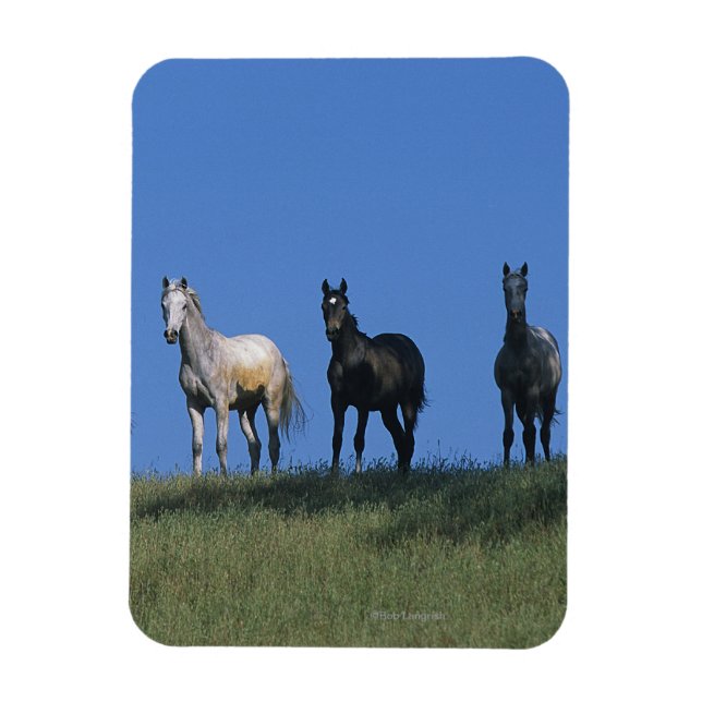 Ímã Grupo de Árabes (Vertical)