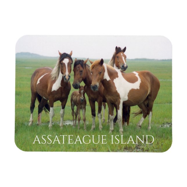 Ímã Grupo de Cavalos, Assateague National Seashore (Horizontal)