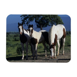 Ímã Grupo de cavalos da pintura
