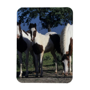 Ímã Grupo de cavalos da pintura