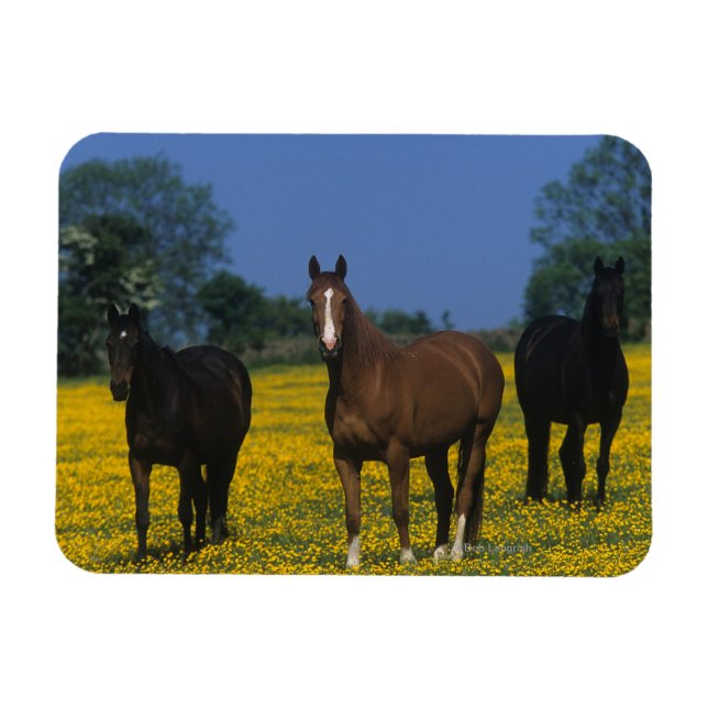 Ímã Grupo de Cavalos de raça pura (Horizontal)