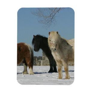 Ímã Grupo de cavalos diminutos na neve
