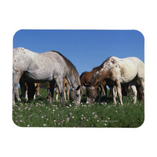 Ímã Grupo de cavalos do Appaloosa que pastam